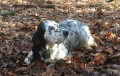 Setter Anglais INDIA DES SAGNES DES MILLE SOURCES Setter Anglais INDIA DES SAGNES DES MILLE SOURCES